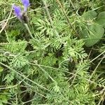 Lavandula multifida Leaf