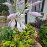 Hosta plantagineaBlüte