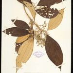 Miconia lourteigiana Φύλλο