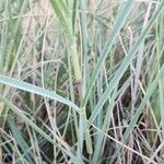 Calamagrostis pseudophragmites Hoja