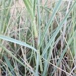 Calamagrostis pseudophragmites Лист