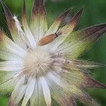 Knautia macedonica Fruto