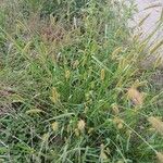 Setaria pumila موطن