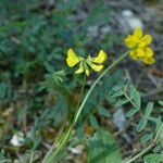 Hippocrepis scorpioides Anders