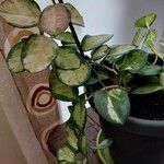 Hoya australis Leaf