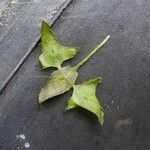 Lemna trisulca Hoja