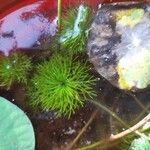 Limnophila indica Hoja