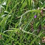 Tradescantia virginiana Habit