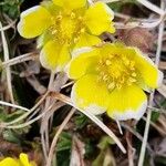 Potentilla pusilla Fiore