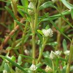 Gomphrena vermicularis Blatt