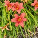 Hemerocallis fulvaKwiat