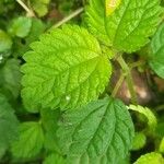 Pilea inaequalis Blad