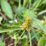 Cyperus aggregatus Kvet