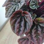 Peperomia argyreia Лист