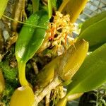 Bulbophyllum angustifolium Kvet