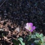 Erodium corsicum Çiçek