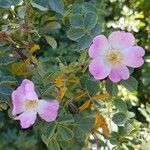 Rosa elliptica Flor