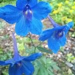 Delphinium grandiflorum Квітка