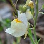 Linaria × sepium