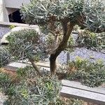 Podocarpus macrophyllus 整株植物