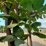 Handroanthus ochraceus Leaf