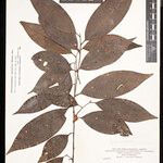 Phyllostemonodaphne geminiflora 葉