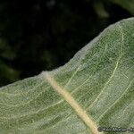 Asclepias eriocarpa Levél