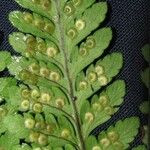 Dryopteris patula Egyéb