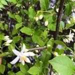 Styrax americanus Цвят