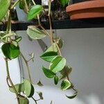 Peperomia serpensLehti