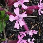 Silene aegyptiaca