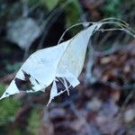 Lunaria rediviva Fruit