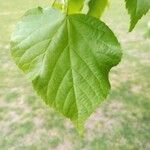 Tilia dasystyla Deilen