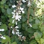 Plectranthus madagascariensis Blomma