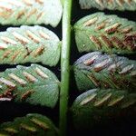 Asplenium barteri Hoja