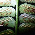 Asplenium barteri Folha