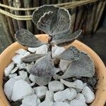 Kalanchoe rhombopilosa Blatt