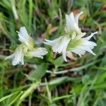 Spiranthes romanzoffiana Flower