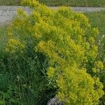 Isatis tinctoria অভ্যাস