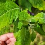 Iochroma cyaneum Blad