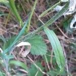 Campanula rapunculus Лист