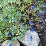 Phacelia campanularia 花