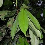 Erythroxylum macrophyllum List