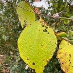 Pterostyrax hispidus Folla