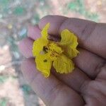 Peltophorum pterocarpum Цветок