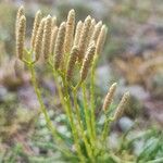 Lycopodium complanatum Цвят