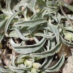 Convolvulus lineatus Leaf