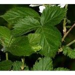 Rubus pensilvanicus Blatt