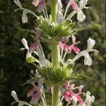 Morina persica Flower