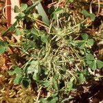 Trifolium suffocatum Libunga